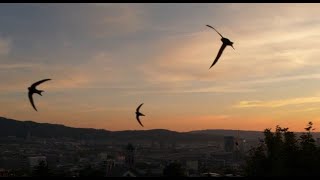 Apus apus over Zurich - July 2020