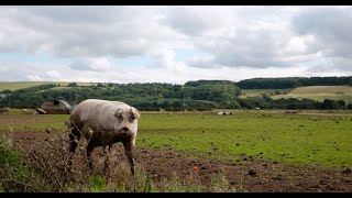 British Pig Farming Methods