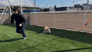 ドッグカフェDagのドッグランで大はしゃぎする愛犬達が可愛すぎた