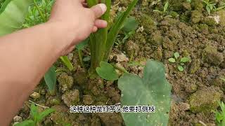 芋头生长期管理