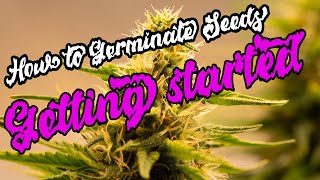 HOW TO GERMINATE WEED SEEDS | Holy Snow | Seed to Harvest | Ep.1