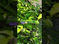 Pruning || Revives Old Pepper Plants #shorts