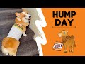 Hump Day with talking corgi and camel! #shorts