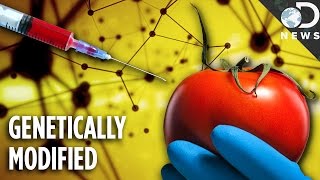 Are Any Foods Natural Anymore? GMOs Explained