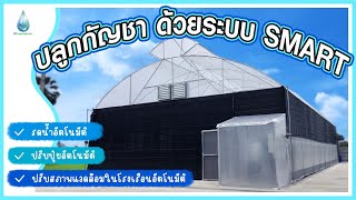 SPsmartplants | Smart Greenhouse โรงเรือนปลูกกัญชาแบบอัจฉริยะ