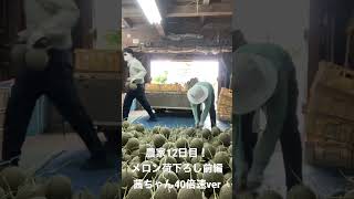 農家12日目！終わらないメロン荷下ろし(前編)/茜ちゃん40倍速ver