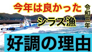 箕島シラス漁はすごかったぞ❗️まれに見ぬ水揚げができた理由はこれです❗️俺の考察，和歌山県有田市　箕島漁港パッチ網漁