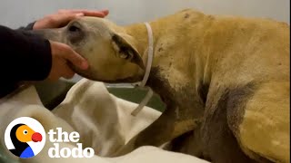 Terrified Pregnant Pittie Becomes The Biggest Lovebug | The Dodo