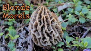 (EP.5)เก็บเห็ดมอเรลสีทองใหญ่อลังการ/Picking giant Blonde Morels in California USA 5.6.2022