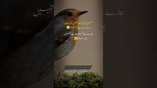 urdu quotes status for whatsapp 🪔🌹#shorts #quotes #youtubeshorts