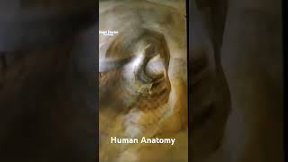 Human Anatomy #viralvideo #education #reproductive #anatomy #physiology #human #muscle #pe #skeleton