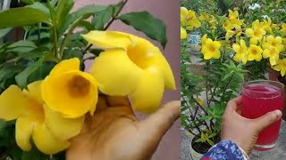 Alamanda Plant Care Tips , অলকানন্দা । এলামান্ডা গাছের যত্ন । Alamanda की देखभाल , Flowring secret .