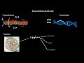 imat biology lesson 2.2 the cell prokaryotic vs eukaryotic animal vs plant cells