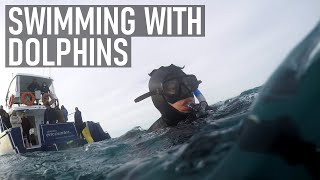 SWIMMING WITH DOLPHINS IN KAIKOURA | A highlight of our NZ trip | New Zealand Travel Vlog