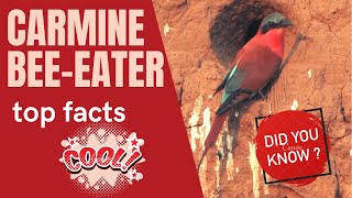 Carmine Bee-eater facts