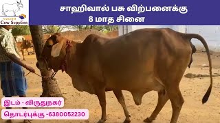 சாஹிவால் பசு || மூன்றாம் ஈத்து || 8 மாத சினை || Sakthicowsupplier