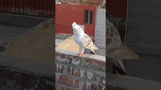 phir kya chaiye ❤️❤️ #kabutar #pigeon #kabutarbazi #kabootar #whitepigeon #hyderabadi #pigeonlover