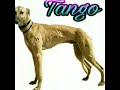 Download King of race 👑TANGO👑 In Mp4 3Gp Full HD Video