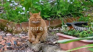 2024.4.13(土) よく晴れた日の土曜日..  外に出ると茶トラ猫がいて..  外に出してもらえず家の中で過ごす猫…【さっちゃんとおばあちゃんの散歩・542日目】①〜②＋・・・