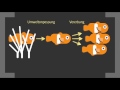 evolutionstheorie von lamarck