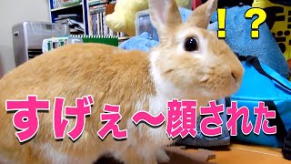 うさぎがまさかの変顔！？