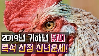 2019년 기해년 닭띠 신년운세 (즉석 신점, 총운, 사주팔자) 닭띠중에 재물운 대박인 나이는 누구? / 일산 용한점집 꽃대신당