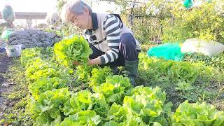 [狐狸菜園] 菜園開春第一種 有甜玉米和三種生菜 順便採收福山萵苣 planting sweet corn and lettuces