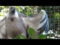 【動物園の鳥】コシジロハゲワシ　（上野動物園　令和元年11月21日）＃動物園の鳥＃コシジロハゲワシ