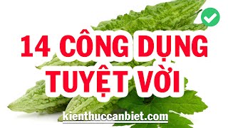 CÔNG DỤNG CỦA TRÁI KHỔ QUA (MƯỚP ĐẮNG)  - Kiến Thức Cần Biết | Kienthuccanbiet.com