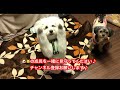 【犬の芸】ちょうだいちょうだい？できるかな？