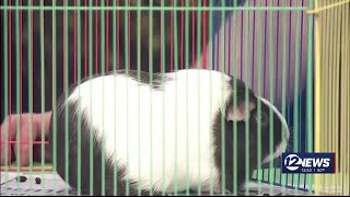 Newstalk Sedgwick County Zoo- Elizabeth the Guinea Pig