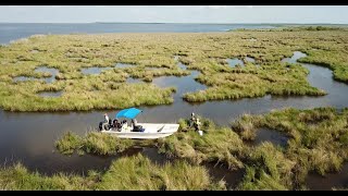 Marsh Food Web Research Informs Coastal Land Restoration Efforts in Louisiana