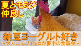 納豆ヨーグルト好き鶏～庭で放し飼いニワトリとケージのヒヨコが夢中で食べた食事会～