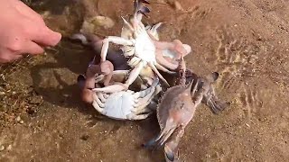 The tide of the sea was low, and hundreds of crabs were found stranded on the beach.