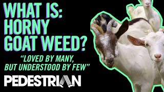 WHAT IS: Horny Goat Weed | PEDESTRIAN.TV