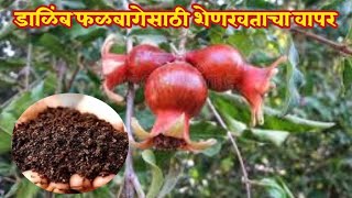 डाळिंब फळबागेसाठी शेणखताचा वापर |Dalimb | Organic fertilizer Application in Pomegranate| भाग 4