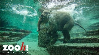 Zoo Zürich: Elefantenschwimmen im Kaeng Krachan Elefantenpark