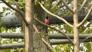 Northern carmine bee-eater at the job in Rotterdam Zoo