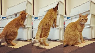 泥棒猫の現行犯を見つかった時の表情が可愛い！