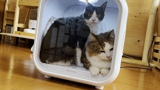 やっぱり濡れてないのに乾かされる猫