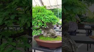 บอนไซมะขาม #bonsaithailand #tamarind #bonsaitree #bonsai