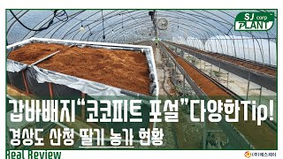 [QnA] (갑바 배지)딸기시설하우스 코코피트 어떻게 시공할까? SJ Plant 코코피트 슬라브