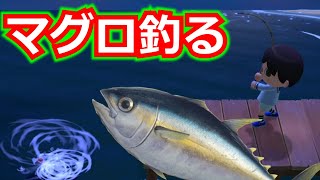 あつまれどうぶつの森/マグロを釣ってみた。