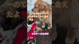 ［お友達］ゴールデンレトリバーのてんくんに会えたよ♥ご挨拶するわんこたち　#多頭飼い犬　#ゴールデンレトリバー　#ゴールデンレトリバーのてんくん　#可愛い 　#大型犬　#犬のいる生活 　#4匹　#犬