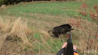 Κυνήγι αγριογούρουνου 2024 wild boar hunting in Greece 4k video 🇬🇷 ~ Σαρακήνα Γρεβενών ~ 🇬🇷