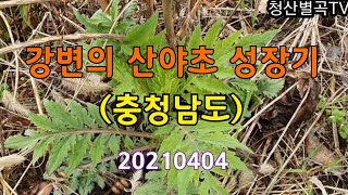 #강변의 산야초 성장기(충청남도) 긴뚝갈 발견! 광대수염,달래,쇠무릎,구기자,유럽전호,구릿대뿌리,전호,광대나물실물비교,긴뚝갈,별꽃,엉겅퀴,지칭개,더덕,배암차즈기,개대황...등