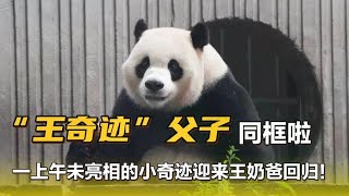 王奇迹父子同框啦！王奶爸爱心投喂好暖，不愧是小奇迹最爱的男人