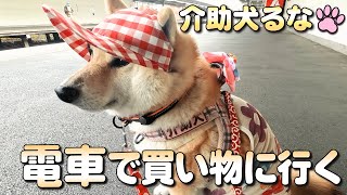 【柴犬介助犬】電車に乗って買い物に行く［柴犬介助犬るな］