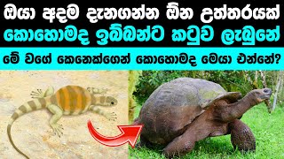 ඉබ්බන්ට කටුවක් ලැබුනු ඔයා නොදන්න අපූරු කතාව | How turtles got their shell