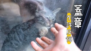 流浪小貓羨慕寵物貓室內生活，舉爪敲窗求收留 ｜李喜猫